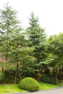 绿意盎然的园林景观