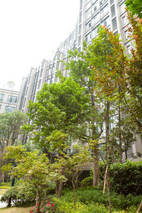 城市中绿树环绕的建筑景观