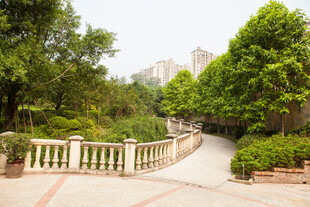 园林小径旁的葱郁绿植