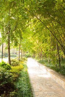 林间幽静小道绿意盎然