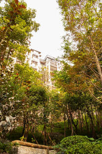 城市中葱郁的树木景观