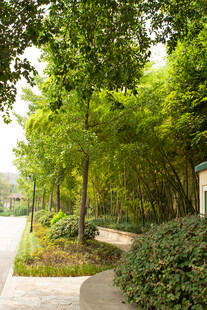 绿意盎然的林间小道