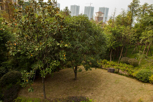 城市中的静谧绿植景观