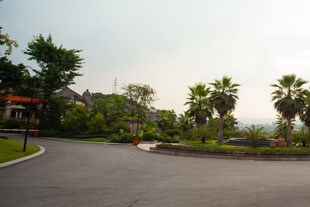蜿蜒公路旁的绿植景观