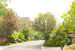 宁静林荫道旁的优雅住宅