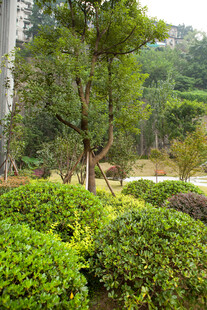 城市中的绿意灌木丛景观