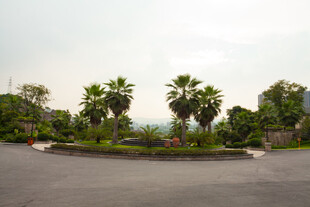 环形道路旁的葱郁绿植