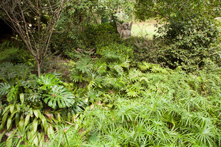 茂密丛林中的绿色植物景观