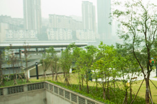 城市中的绿植景观