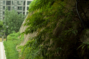 城市中葱郁的绿植景观