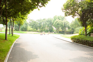 林荫下的静谧公园道路