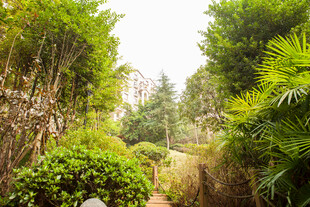 林间小径 绿意盎然的自然景