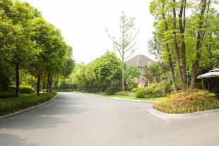 林间静谧柏油道路风景