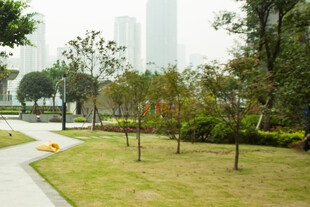 城市公园中的绿植小径