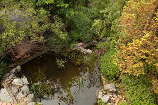 山间清幽小池塘景色