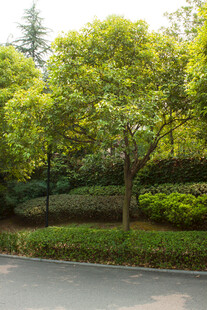 路边葱郁绿树与繁茂植被