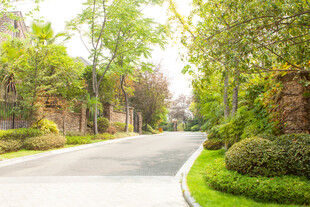 幽静林荫路旁绿植环绕