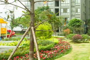 小区内的绿植景观
