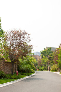 林荫环绕的静谧道路