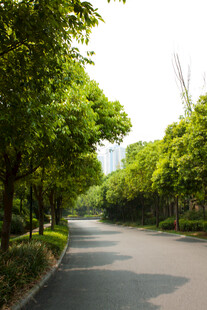 林荫大道 绿意盎然