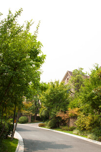 绿树环绕的宁静小路