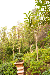 林间绿植与古朴花器