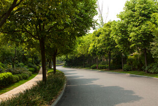 林间幽静小路