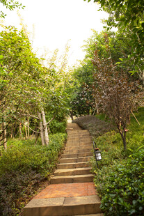 林间小径 静谧自然之景