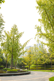 城市中的静谧绿意公园