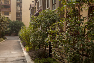 小区内幽静的绿植小道