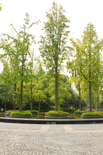 城市中的葱郁绿树景观