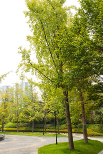 城市中的绿树成荫景观