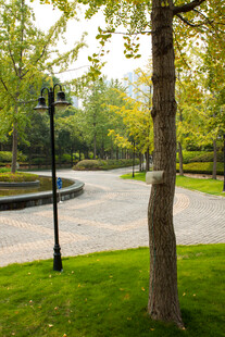 公园内的树木与道路景观