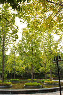 城市中的静谧绿树景观