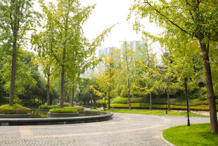城市中的静谧林荫公园