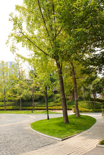 公园中的绿树与蜿蜒小径