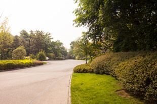 林荫大道 绿意盎然的景致