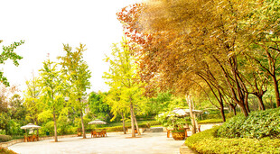 秋日公园林荫美景