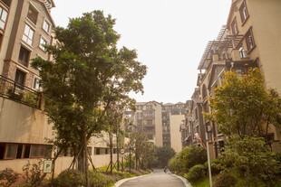 小区内绿树环绕的道路