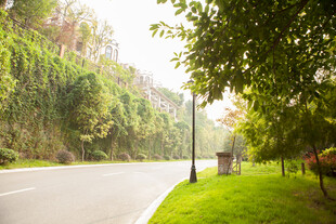 林荫公路旁的清新景致