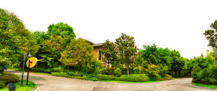 绿树环绕的道路场景