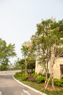 蜿蜒路旁的精致绿植建筑