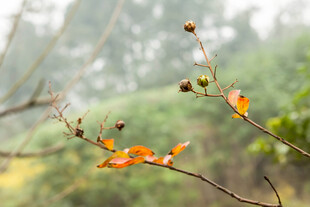 秋日枝头的斑斓叶片