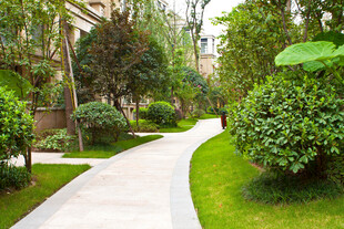 小区内的清幽绿植小径