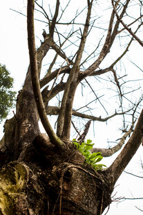 古老树根 尽显岁月沧桑