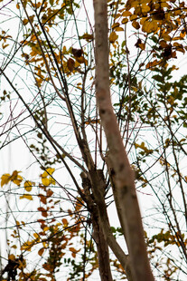 秋日树梢的斑斓景致