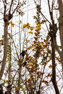 秋日树枝与斑斓树叶