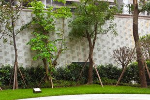 庭院绿植景观