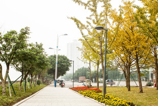 秋日城市林荫步道美景