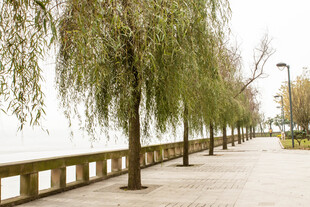 河畔垂柳下的宁静步道